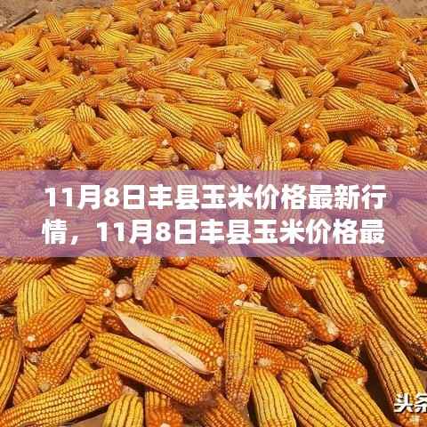 11月8日丰县玉米价格最新行情解析,市场洞察与个人观点