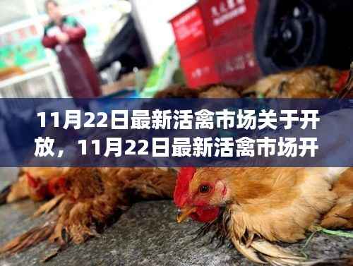 11月22日活禽市场开放动态,复苏与机遇的挑战