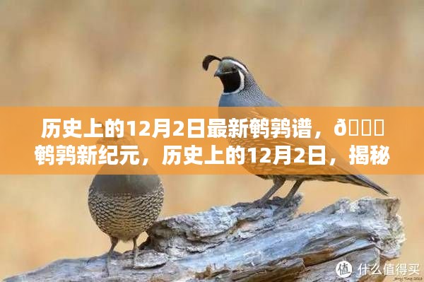 揭秘历史上的鹌鹑新纪元,最新鹌鹑谱智能科技产品揭秘与回顾