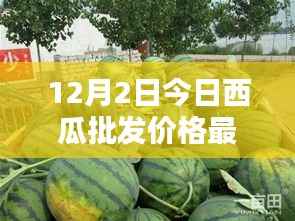 揭秘最新行情,深度解析12月2日西瓜批发价格走势及最新行情