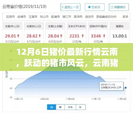 云南猪价最新动态,市场风云涌动,猪市励志篇章开启