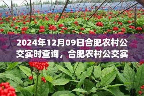 合肥农村公交实时查询系统使用指南,初学者与进阶用户通用(2024年12月09日版)