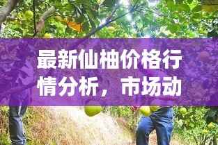 最新仙柚价格行情分析,市场动态一网打尽!