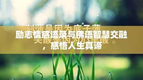 励志情感语录与佛语智慧交融,感悟人生真谛