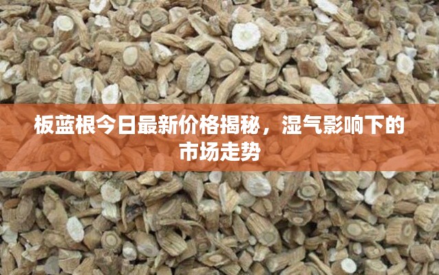 板蓝根今日最新价格揭秘,湿气影响下的市场走势