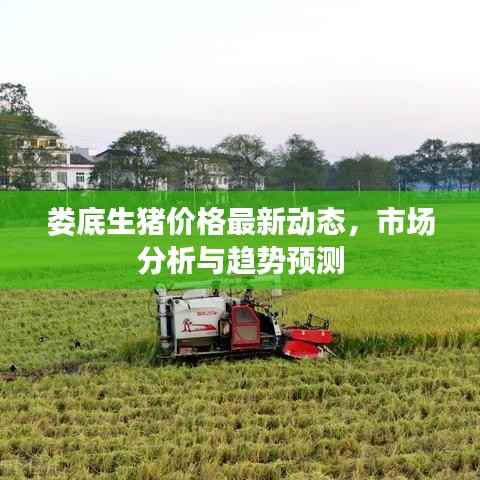 娄底生猪价格最新动态,市场分析与趋势预测