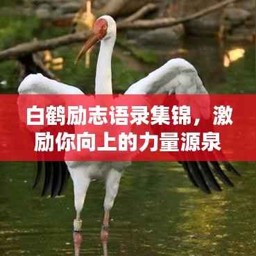 白鹤励志语录集锦,激励你向上的力量源泉