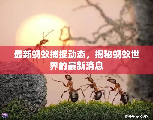 最新蚂蚁捕捉动态,揭秘蚂蚁世界的最新消息