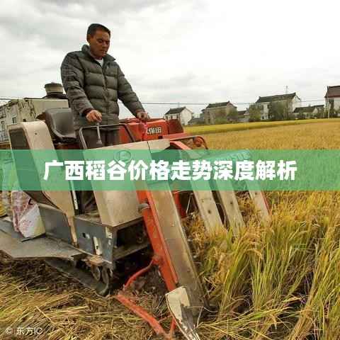 广西稻谷价格走势深度解析