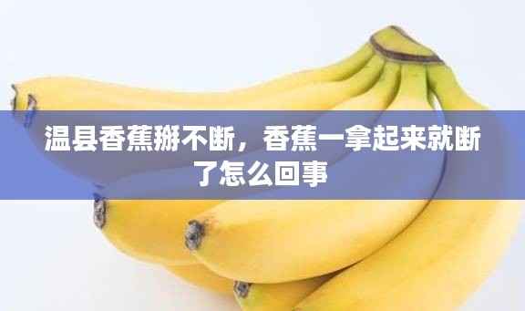 温县香蕉掰不断，香蕉一拿起来就断了怎么回事 