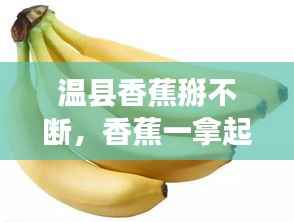 温县香蕉掰不断,香蕉一拿起来就断了怎么回事